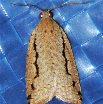 Meritastis undescribed species (A Tortricid moth) at Bolivia, NSW - 25 Jan 2007 by PJH123