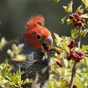 Callocephalon fimbriatum (Gang-gang Cockatoo) at Duffy, ACT - 15 Mar 2025 by patrickcox