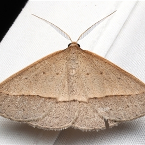 Epidesmia tryxaria at Rosedale, NSW - 7 Mar 2025 09:51 PM