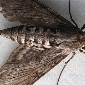 Agrius convolvuli at Rosedale, NSW - 7 Mar 2025 09:59 PM