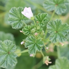 Malva neglecta (Dwarf Mallow) at Wodonga, VIC - 15 Mar 2025 by KylieWaldon