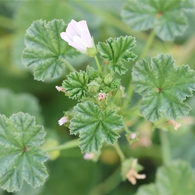 Malva neglecta (Dwarf Mallow) at Wodonga, VIC - 15 Mar 2025 by KylieWaldon