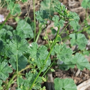 Malva neglecta at Wodonga, VIC - 15 Mar 2025 09:56 AM