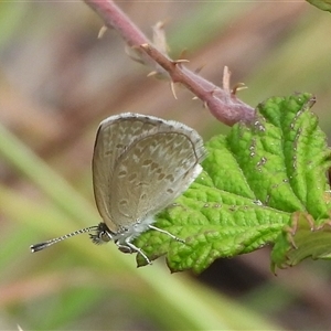 Zizina otis (Common Grass-Blue) at Kambah, ACT - 16 Mar 2025 by DavidDedenczuk