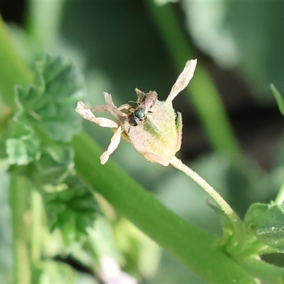 Unidentified Bee (Hymenoptera, Apiformes) at Wodonga, VIC - 15 Mar 2025 by KylieWaldon