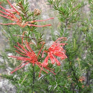 Grevillea juniperina subsp. fortis at Kambah, ACT - 16 Mar 2025 10:08 AM