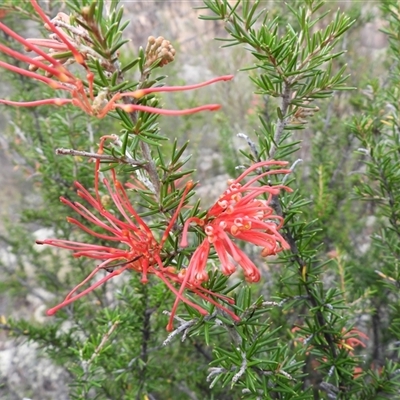 Grevillea juniperina subsp. fortis (Grevillea) at Kambah, ACT - 16 Mar 2025 by DavidDedenczuk