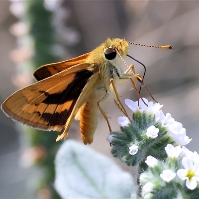 Ocybadistes walkeri (Green Grass-dart) at Wodonga, VIC - 15 Mar 2025 by KylieWaldon