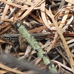 Ctenotus taeniolatus (Copper-tailed Skink) at Kambah, ACT - 16 Mar 2025 by DavidDedenczuk