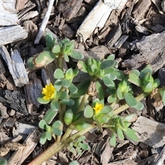 Portulaca oleracea (Munyeroo ,Pigweed, Purslane) at Wodonga, VIC - 15 Mar 2025 by KylieWaldon