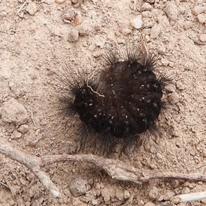 Lepidoptera unclassified IMMATURE (caterpillar or pupa or cocoon) at Kambah, ACT - 16 Mar 2025 by DavidDedenczuk