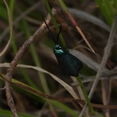 Pollanisus (genus) (A Forester Moth) at Kambah, ACT - 16 Mar 2025 by DavidDedenczuk