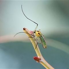 Chironomidae (family) (Non-biting Midge) at Wodonga, VIC - 15 Mar 2025 by KylieWaldon