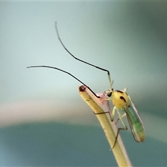 Chironomidae (family) at Wodonga, VIC - 15 Mar 2025 10:10 AM