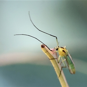 Chironomidae (family) at Wodonga, VIC - 15 Mar 2025 10:10 AM