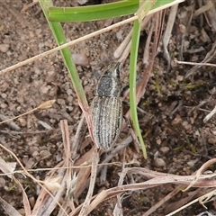 Naupactus leucoloma (White-fringed weevil) at Kambah, ACT - 16 Mar 2025 by DavidDedenczuk