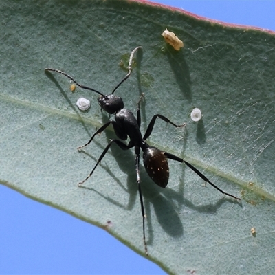 Camponotus aeneopilosus (A Golden-tailed sugar ant) at Wodonga, VIC - 15 Mar 2025 by KylieWaldon