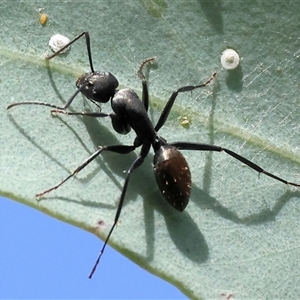 Camponotus aeneopilosus at Wodonga, VIC - 15 Mar 2025 10:11 AM