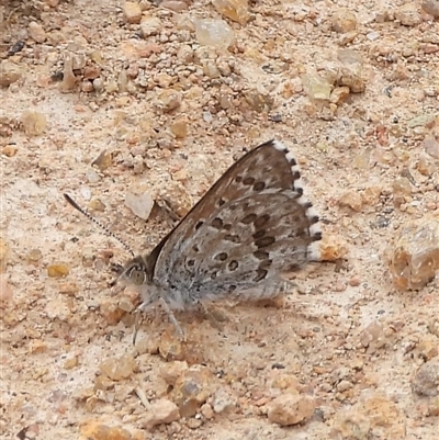 Lucia limbaria (Chequered Copper) at Kambah, ACT - 16 Mar 2025 by DavidDedenczuk