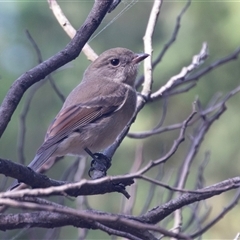 Pachycephala pectoralis (Golden Whistler) at Acton, ACT - 15 Mar 2025 by AlisonMilton