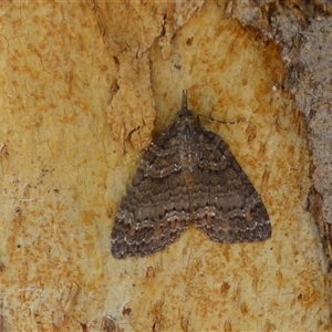 Microdes squamulata at Mount Stuart, TAS - 16 Mar 2025 05:08 PM