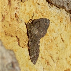 Microdes squamulata at Mount Stuart, TAS - 16 Mar 2025 05:08 PM