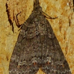 Microdes squamulata at Mount Stuart, TAS - 16 Mar 2025 05:08 PM