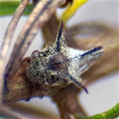 Acanthuchus trispinifer at Campbell, ACT - 16 Mar 2025 11:05 AM