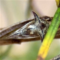 Acanthuchus trispinifer at Campbell, ACT - 16 Mar 2025 11:05 AM