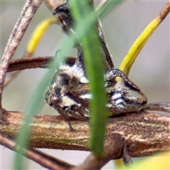 Acanthuchus trispinifer at Campbell, ACT - 16 Mar 2025 11:05 AM