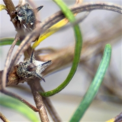 Acanthuchus trispinifer at Campbell, ACT - 16 Mar 2025 11:05 AM