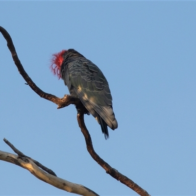 Callocephalon fimbriatum (Gang-gang Cockatoo) at Acton, ACT - 15 Mar 2025 by AlisonMilton