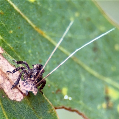 Fulgoroidea (superfamily) (Unidentified fulgoroid planthopper) at Campbell, ACT - 16 Mar 2025 by Hejor1