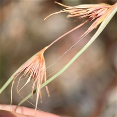 Themeda triandra (Kangaroo Grass) at Campbell, ACT - 16 Mar 2025 by Hejor1