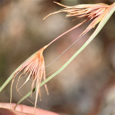 Themeda triandra (Kangaroo Grass) at Campbell, ACT - 16 Mar 2025 by Hejor1