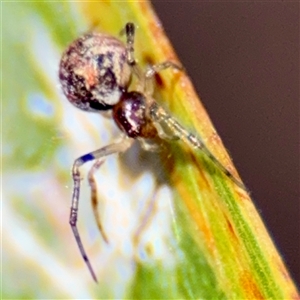 Cryptachaea veruculata at Campbell, ACT - 16 Mar 2025 11:28 AM