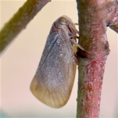 Anzora unicolor (Grey Planthopper) at Campbell, ACT - 16 Mar 2025 by Hejor1