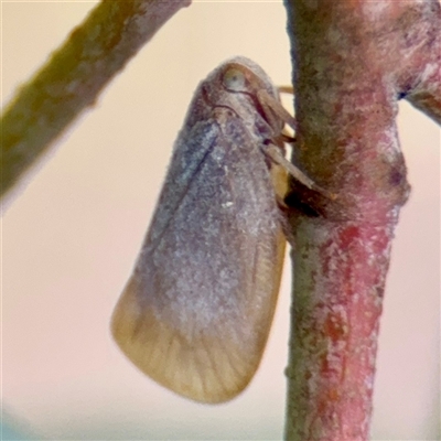 Anzora unicolor (Grey Planthopper) at Campbell, ACT - 16 Mar 2025 by Hejor1