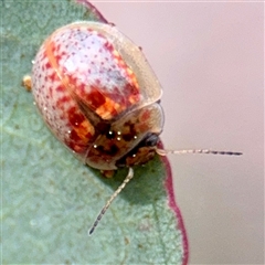 Paropsisterna m-fuscum (Eucalyptus Leaf Beetle) at Campbell, ACT - 16 Mar 2025 by Hejor1