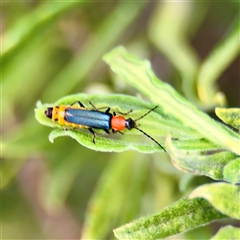 Chauliognathus tricolor (Tricolor soldier beetle) at Campbell, ACT - 16 Mar 2025 by Hejor1