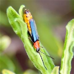 Chauliognathus tricolor at Campbell, ACT - 16 Mar 2025 11:43 AM