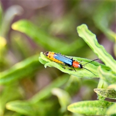 Chauliognathus tricolor at Campbell, ACT - 16 Mar 2025 11:43 AM