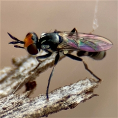 Microconops (genus) (A thick-headed fly) at Campbell, ACT - 16 Mar 2025 by Hejor1