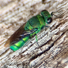 Chrysididae (family) (Cuckoo wasp or Emerald wasp) at Campbell, ACT - 16 Mar 2025 by Hejor1