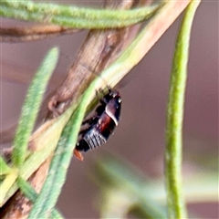 Ellipsidion australe at Campbell, ACT - 16 Mar 2025 12:31 PM