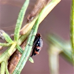 Ellipsidion australe at Campbell, ACT - 16 Mar 2025 12:31 PM