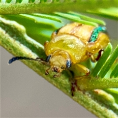 Calomela juncta (Leaf beetle) at Campbell, ACT - 16 Mar 2025 by Hejor1