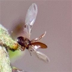 Corticariinae (subfamily) at Campbell, ACT - 16 Mar 2025 by Hejor1