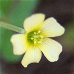 Oxalis sp. (Wood Sorrel) at Campbell, ACT - 16 Mar 2025 by Hejor1