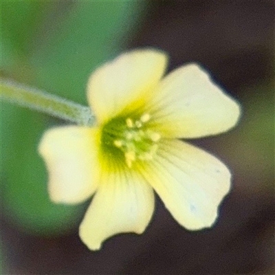 Oxalis sp. (Wood Sorrel) at Campbell, ACT - 16 Mar 2025 by Hejor1